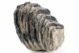 Partial Southern Mammoth Molar - Hungary #358320-1